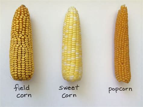 How does Corn, sweet, white, raw fit into your Daily Goals - calories, carbs, nutrition