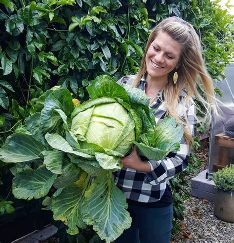 How does Country Style Cabbage fit into your Daily Goals - calories, carbs, nutrition