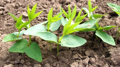 How does Cowpeas, leafy tips, raw fit into your Daily Goals - calories, carbs, nutrition