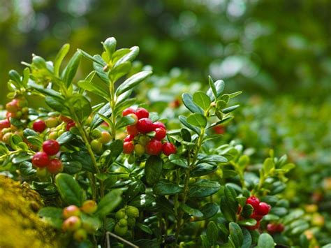 How does Cranberry & Orange Compote fit into your Daily Goals - calories, carbs, nutrition
