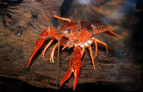 How does Crayfish fit into your Daily Goals - calories, carbs, nutrition