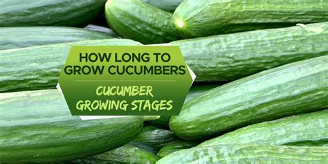 How does Cucumber Dressing fit into your Daily Goals - calories, carbs, nutrition