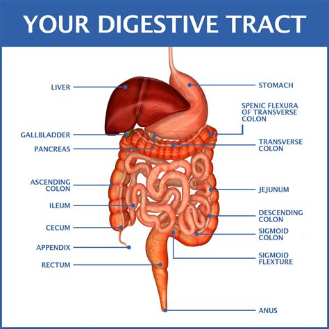 How does Digestives fit into your Daily Goals - calories, carbs, nutrition