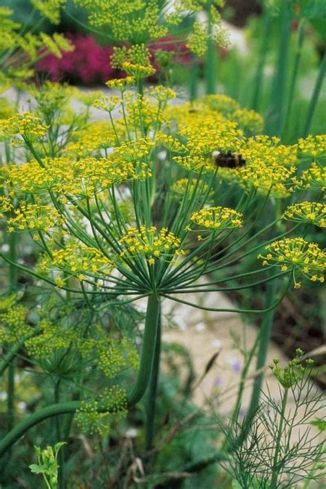 How does Dill & Olive Oil fit into your Daily Goals - calories, carbs, nutrition
