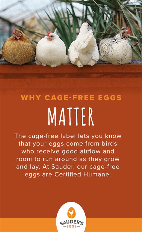 How does Egg Cage Free Brown any fit into your Daily Goals - calories, carbs, nutrition