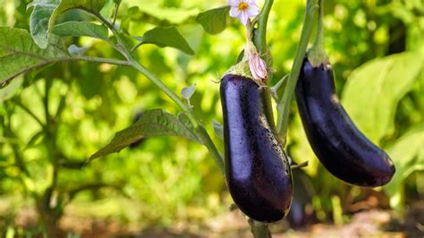 How does Eggplant Roll-A-Tini fit into your Daily Goals - calories, carbs, nutrition