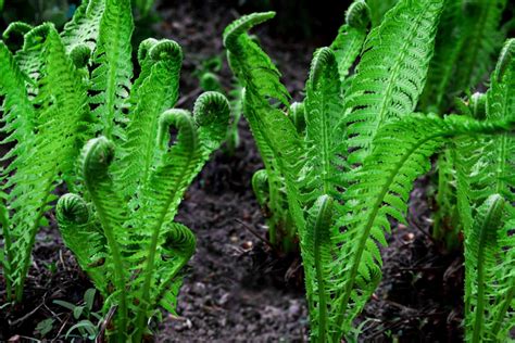 How does Fiddlehead Ferns fit into your Daily Goals - calories, carbs, nutrition