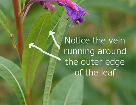 How does Fireweed, leaves, raw fit into your Daily Goals - calories, carbs, nutrition