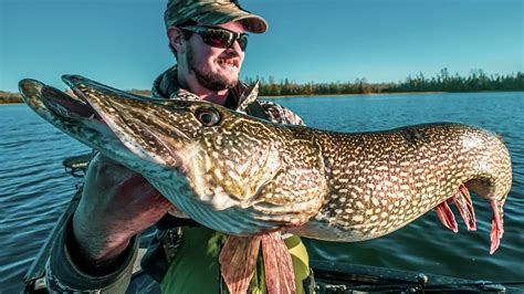 How does Fish - Pike, northern, liver (Alaska Native) fit into your Daily Goals - calories, carbs, nutrition