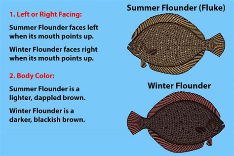 How does Flounder fit into your Daily Goals - calories, carbs, nutrition