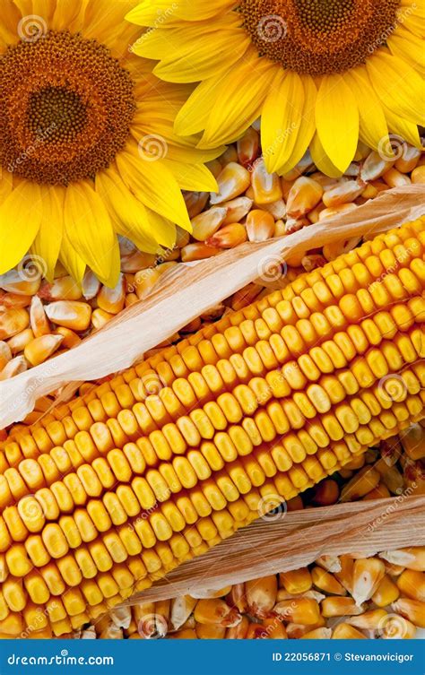 How does Fresh Cob Corn with Sunflower Seed & Sage Butter fit into your Daily Goals - calories, carbs, nutrition