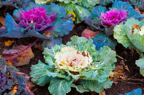 How does Fresh Flowering Kale fit into your Daily Goals - calories, carbs, nutrition