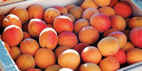 How does Fresh Fruit - Apricots fit into your Daily Goals - calories, carbs, nutrition