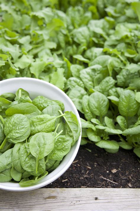 How does Fresh Spinach Leaves fit into your Daily Goals - calories, carbs, nutrition