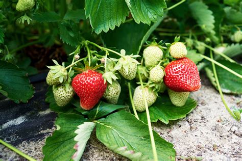 How does Fresh Strawberries Grab and Go fit into your Daily Goals - calories, carbs, nutrition