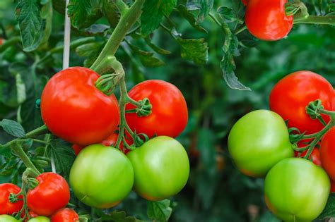 How does Fresh Tomato & Pesto Pizza fit into your Daily Goals - calories, carbs, nutrition