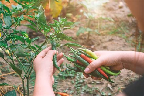 How does Garden Chili fit into your Daily Goals - calories, carbs, nutrition