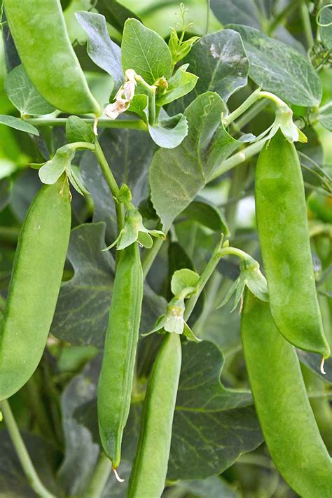 How does Garden Peas fit into your Daily Goals - calories, carbs, nutrition