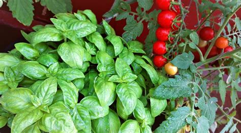 How does Garden Tomato and Basil fit into your Daily Goals - calories, carbs, nutrition