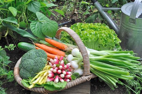 How does Garden Treasures Vegetables fit into your Daily Goals - calories, carbs, nutrition