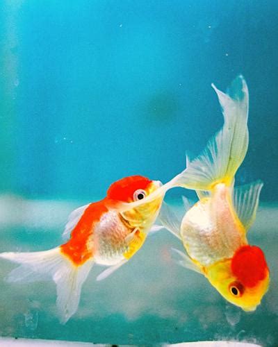 How does Gold Fish fit into your Daily Goals - calories, carbs, nutrition