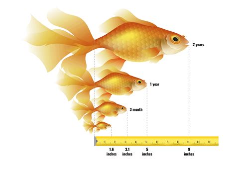 How does Goldfish fit into your Daily Goals - calories, carbs, nutrition