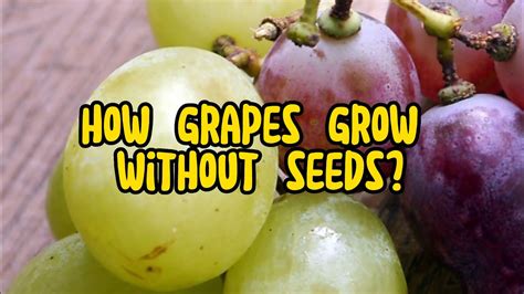 How does Grapes-Seedless fit into your Daily Goals - calories, carbs, nutrition