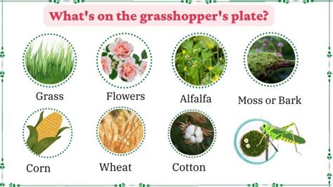 How does Grasshopper Mint & Fudge Cookies fit into your Daily Goals - calories, carbs, nutrition