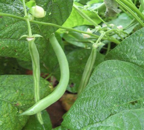 How does Green Bean & Feta Salad fit into your Daily Goals - calories, carbs, nutrition