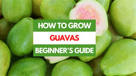 How does Guava fit into your Daily Goals - calories, carbs, nutrition