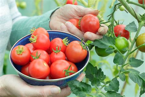 How does Harvest Tomato with Basil fit into your Daily Goals - calories, carbs, nutrition