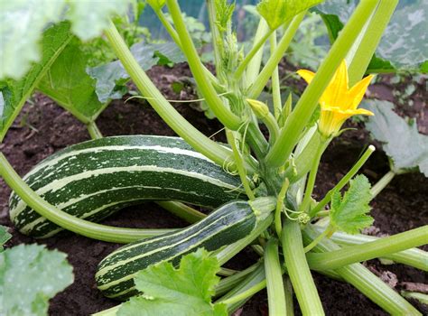 How does Herbed Zucchini fit into your Daily Goals - calories, carbs, nutrition