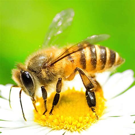 How does Honey Bee & Nana fit into your Daily Goals - calories, carbs, nutrition