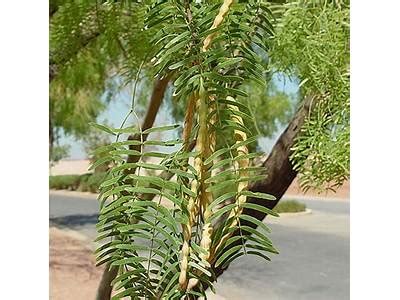 How does Honey Mesquite fit into your Daily Goals - calories, carbs, nutrition