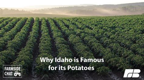 How does Idaho Potatoes fit into your Daily Goals - calories, carbs, nutrition