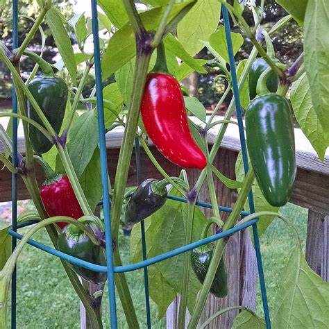 How does Jalapeno Light fit into your Daily Goals - calories, carbs, nutrition