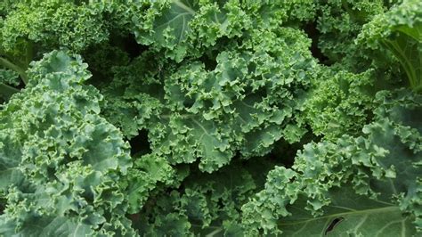 How does Kale, Spring Greens & Cashew fit into your Daily Goals - calories, carbs, nutrition