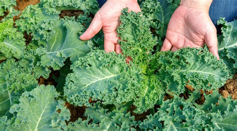 How does Kale fit into your Daily Goals - calories, carbs, nutrition