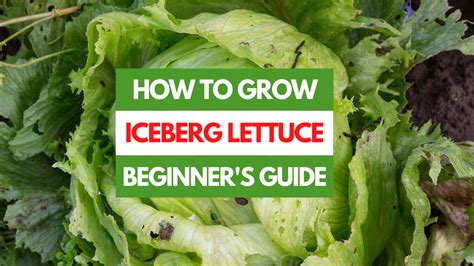 How does Lettuce Iceberg fit into your Daily Goals - calories, carbs, nutrition