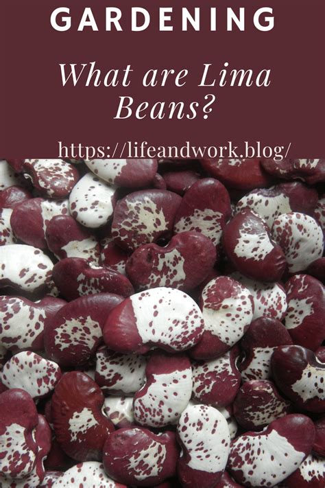 How does Lima Beans with Veggie Marinade fit into your Daily Goals - calories, carbs, nutrition