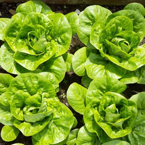 How does Little Gem Lettuce fit into your Daily Goals - calories, carbs, nutrition