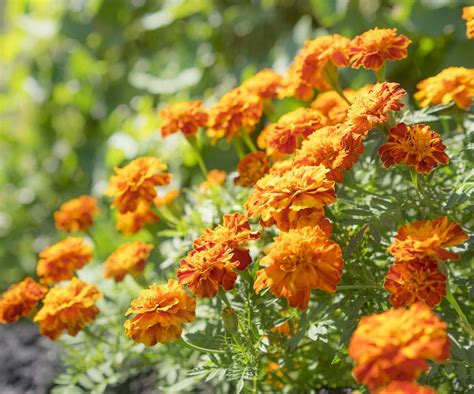 How does Marigold fit into your Daily Goals - calories, carbs, nutrition