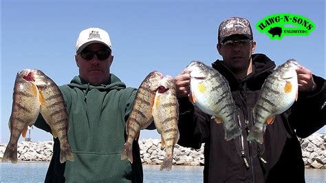 How does Michigan Perch fit into your Daily Goals - calories, carbs, nutrition