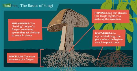 How does Mushroom & Almond Quinoa fit into your Daily Goals - calories, carbs, nutrition