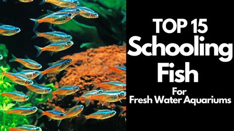 How does New School Fish & Chips fit into your Daily Goals - calories, carbs, nutrition