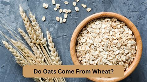 How does Oat and Wheat fit into your Daily Goals - calories, carbs, nutrition