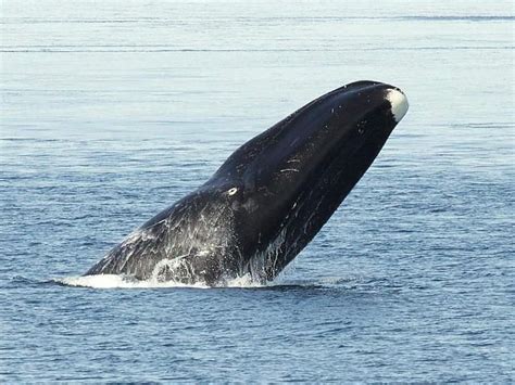 How does Oil - Whale, bowhead (Alaska Native) fit into your Daily Goals - calories, carbs, nutrition