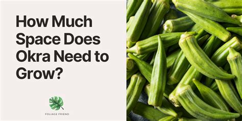 How does Okra and Corn (63779.1) fit into your Daily Goals - calories, carbs, nutrition