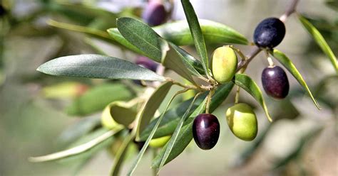 How does Olives & Bacon filling fit into your Daily Goals - calories, carbs, nutrition