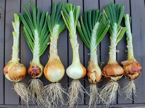 How does Onion Hay fit into your Daily Goals - calories, carbs, nutrition